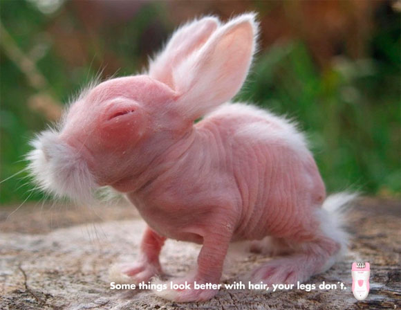 Conejo-Epilady-580px